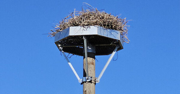 nid artificiel pour cigognes nid artificiel pour cigognes